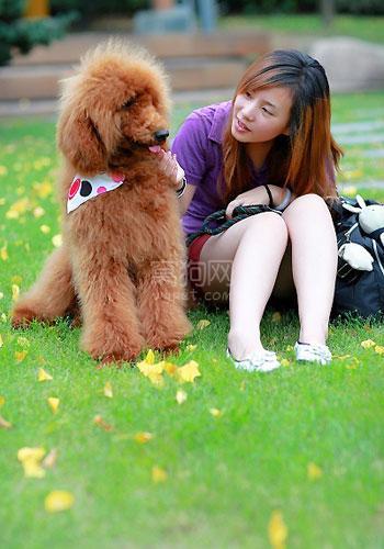 怎么训练贵宾犬站立