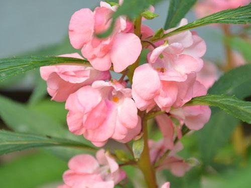 凤仙花栽培技术