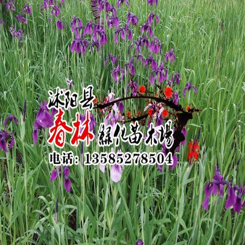 十三太保栽培