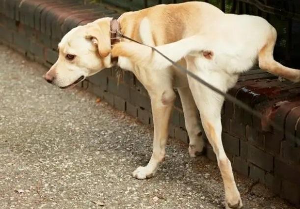 狗狗怎么训练憋尿