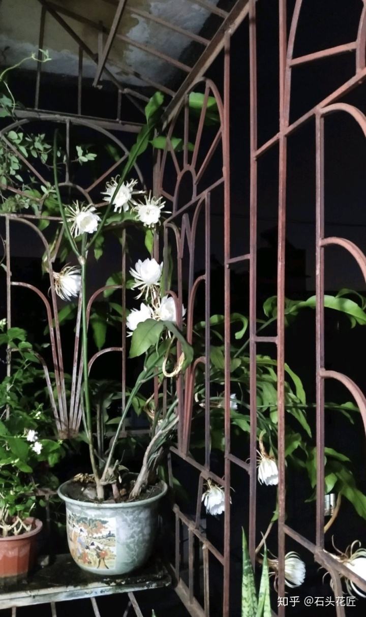 昙花怎么养怎么繁殖方法