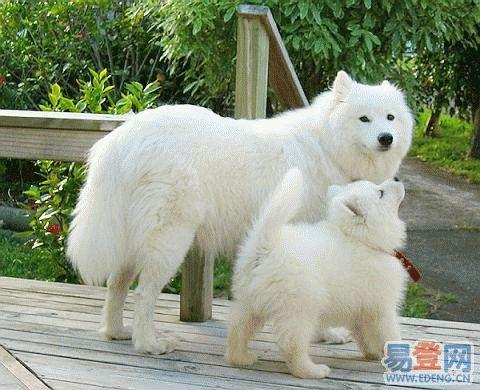 萨摩耶爱咬东西怎么办