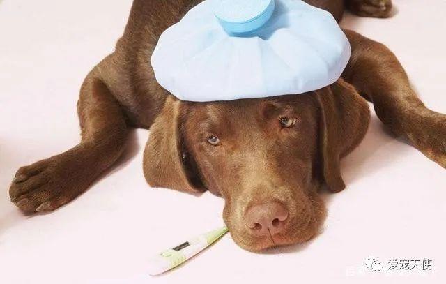 狗狗肠胃炎不吃东西怎么办