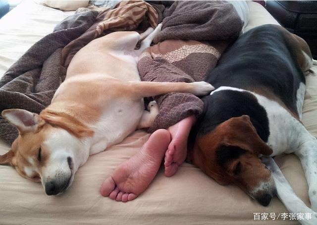 狗生小狗前不吃东西怎么办