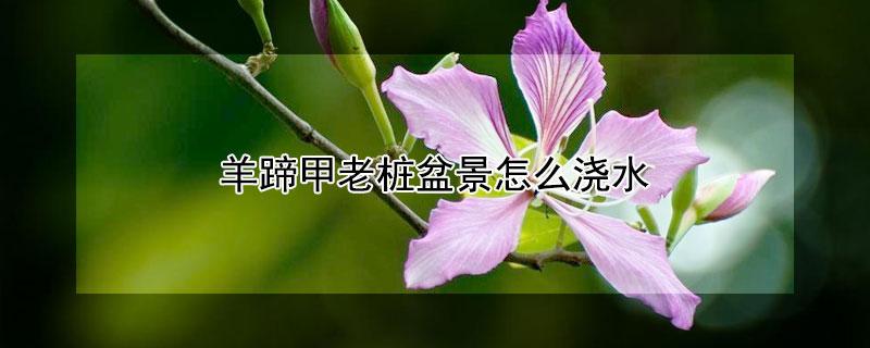 羊蹄甲盆景栽培管理