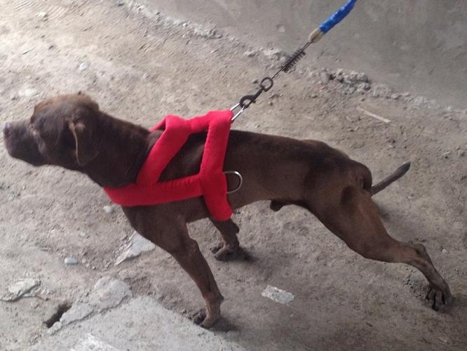 比特犬胆量训练