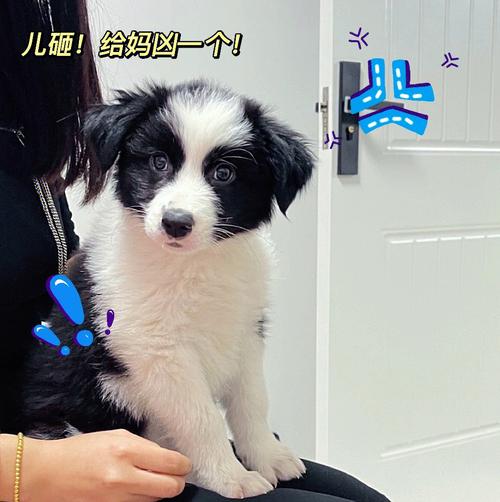 边牧狗训练顺序