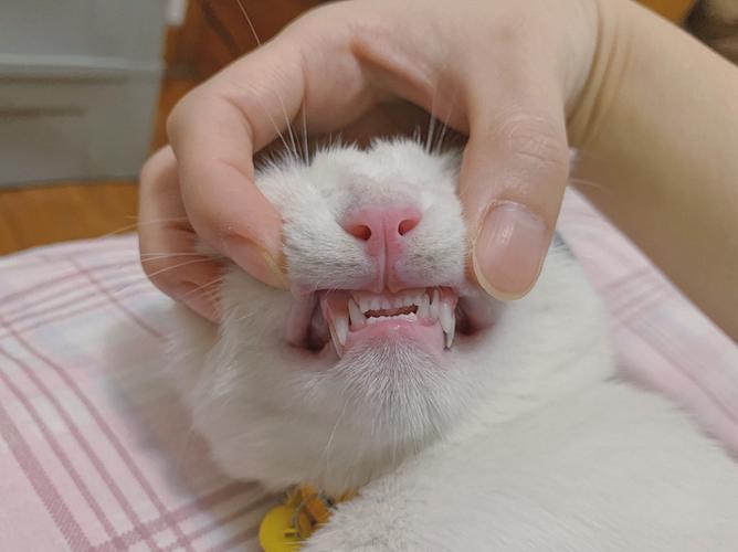 猫咪没牙吃东西怎么办