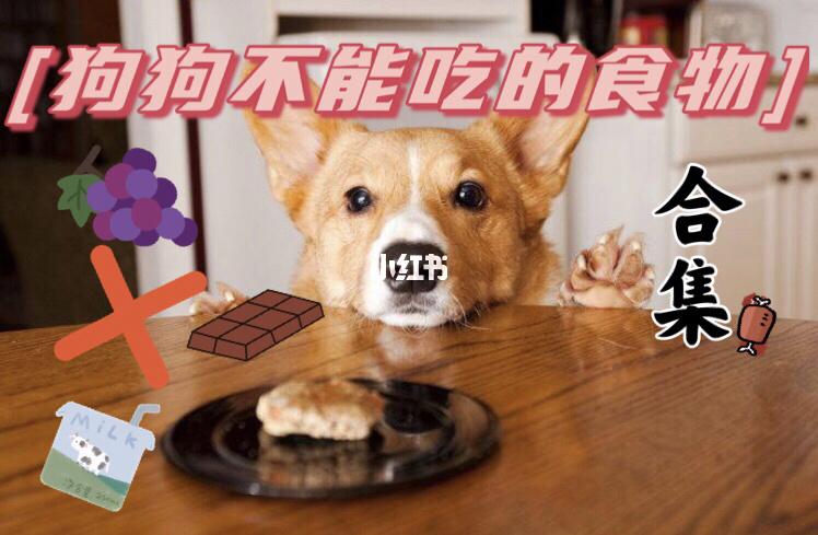 小狗病了不吃东西