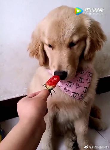 金毛老爱舔东西是怎么回事