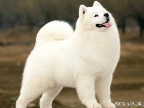 萨摩耶多大可以训练