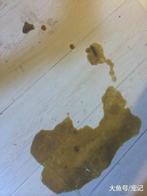 狗突然拉稀不吃东西怎么办