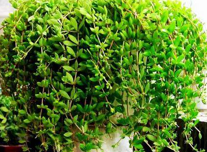 怎样栽培垂盆草