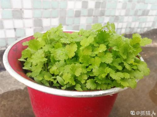 鱼香菜栽培方法