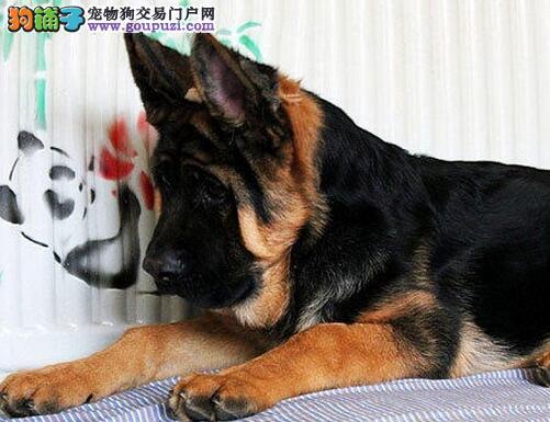 德牧撕咬东西怎么办