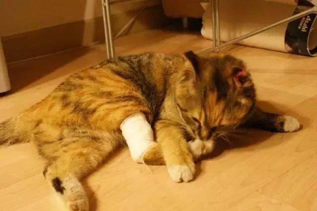 猫咪受伤不肯吃东西怎么办