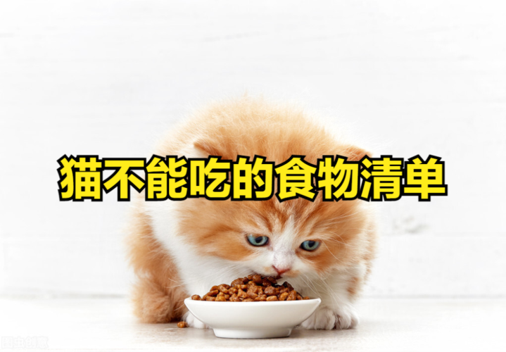 人来了猫就不吃东西怎么办