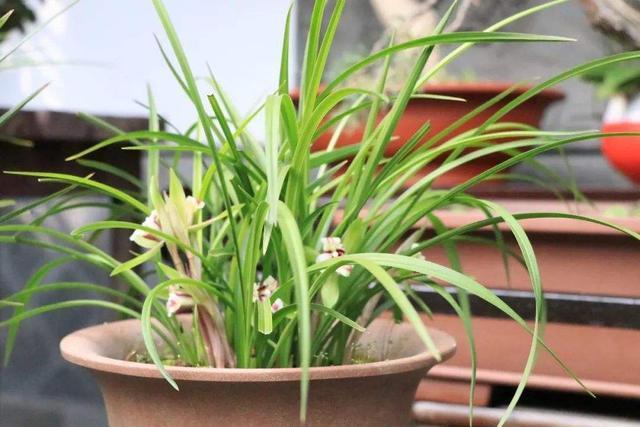 兰草花的栽培
