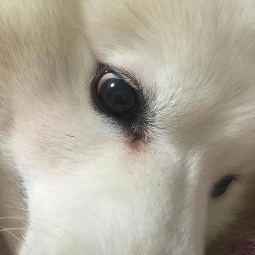 狗狗眼周围长东西