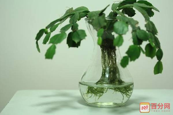 下水道水管栽培蟹爪兰