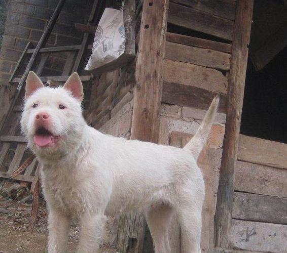 下司猎犬怎么训练
