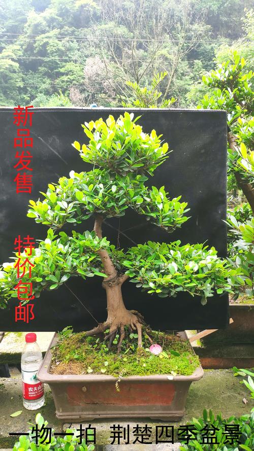 中华蚊母盆景栽培及制作要点