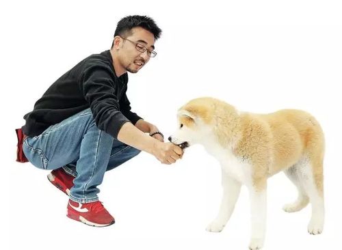 训练柴犬如何坐下