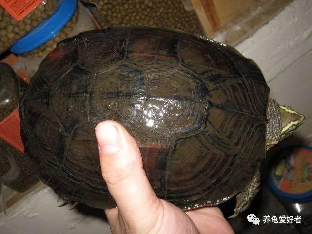 南石龟不吃东西