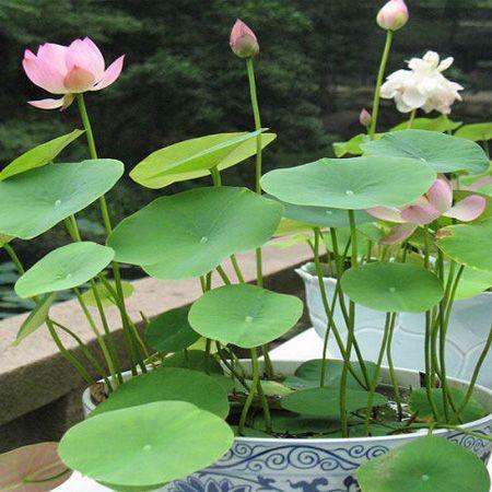 莲花栽培