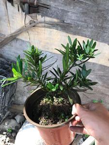 大理罗汉松栽培方法