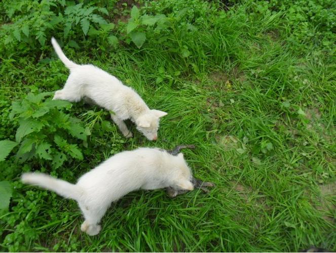 下司犬训练打猎方法