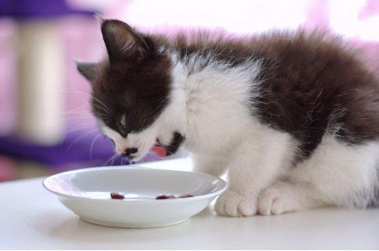 刚断奶的小猫能吃什么东西怎么办呢