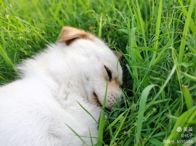 狗生产总吐绿色的东西