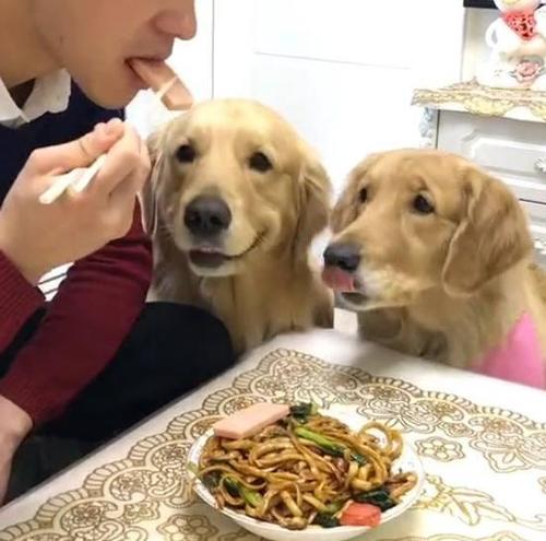 金毛狗不池东西怎么办