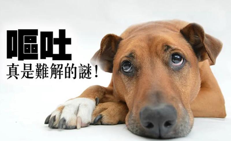 狗狗吃了吐了还想吃东西怎么办
