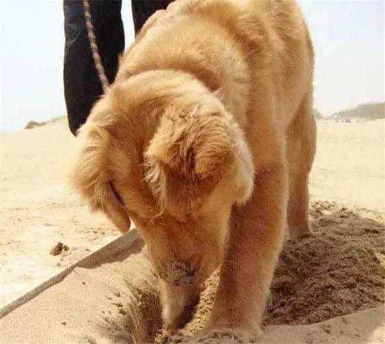 狗狗吃东西就坑