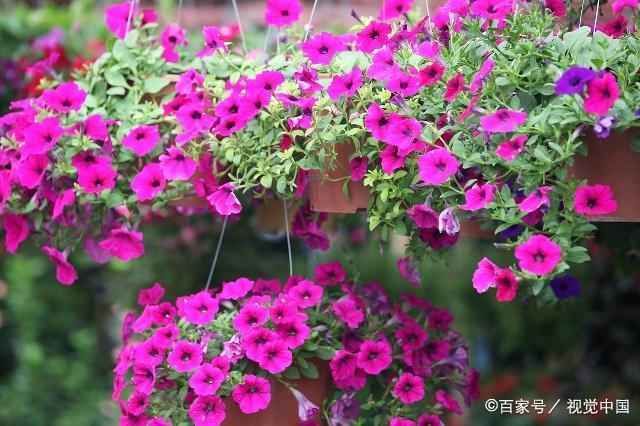 矮牵牛栽培特点