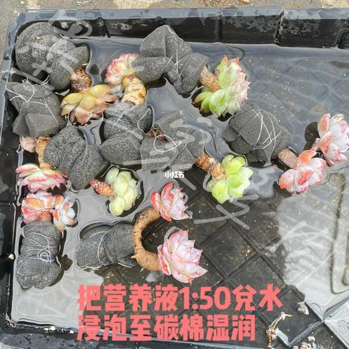多肉 无土栽培