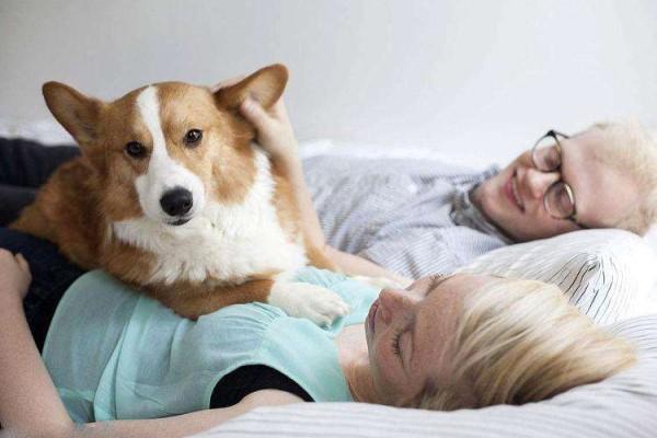养狗的孕妇要注意什么东西