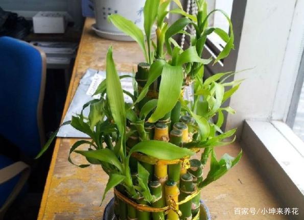 富贵竹栽培方式