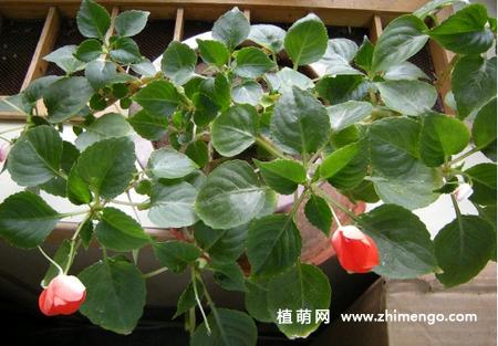 玻璃翠栽培与繁殖