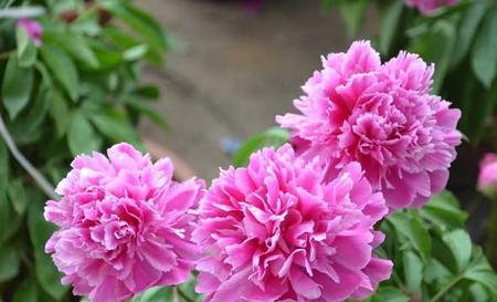 常见花卉栽培技术