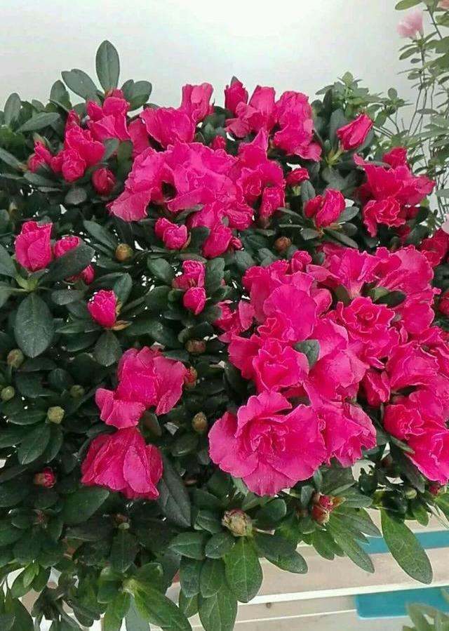 养杜鹃花注意事项