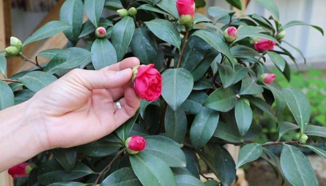 木本花怎么栽培