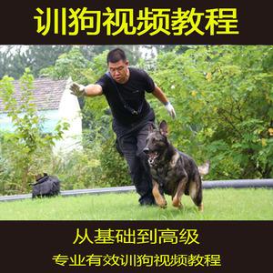 护卫犬训练科目有哪些