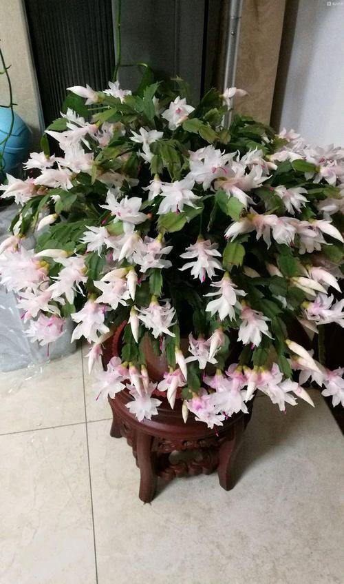 蟹爪兰花栽培技术