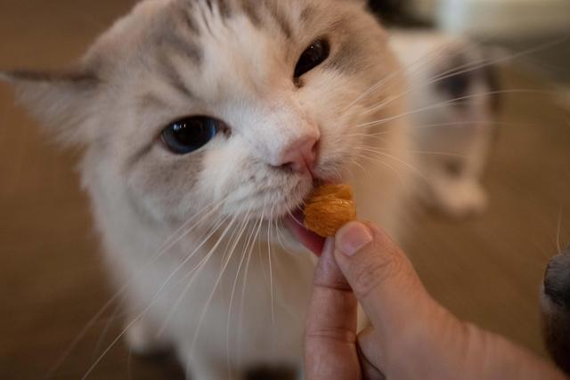 三个月的猫该怎么吃东西是怎么回事啊