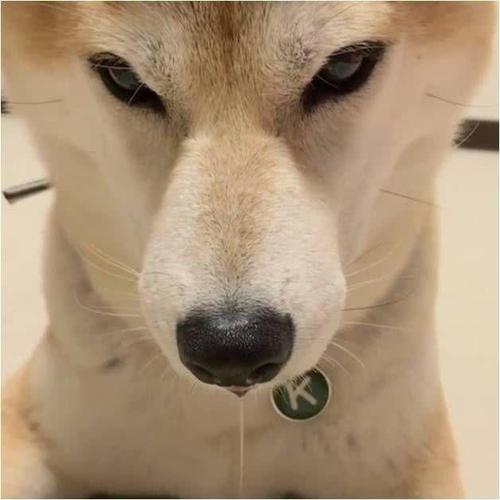狗流口水头晕不吃东西怎么办