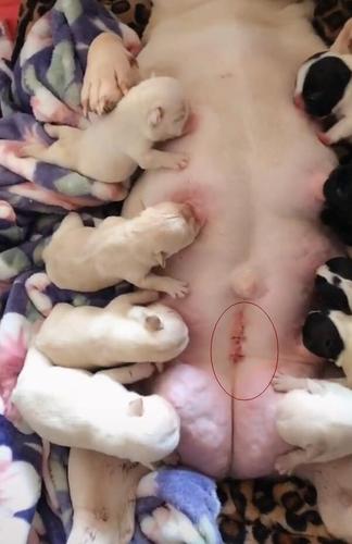 狗狗剖腹产要注意什么东西