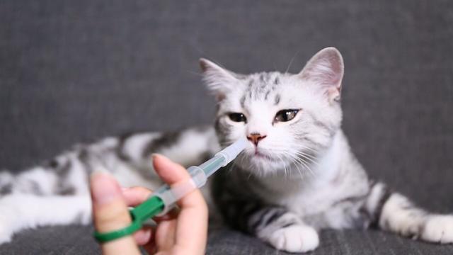 猫不吃东西怎么喂药
